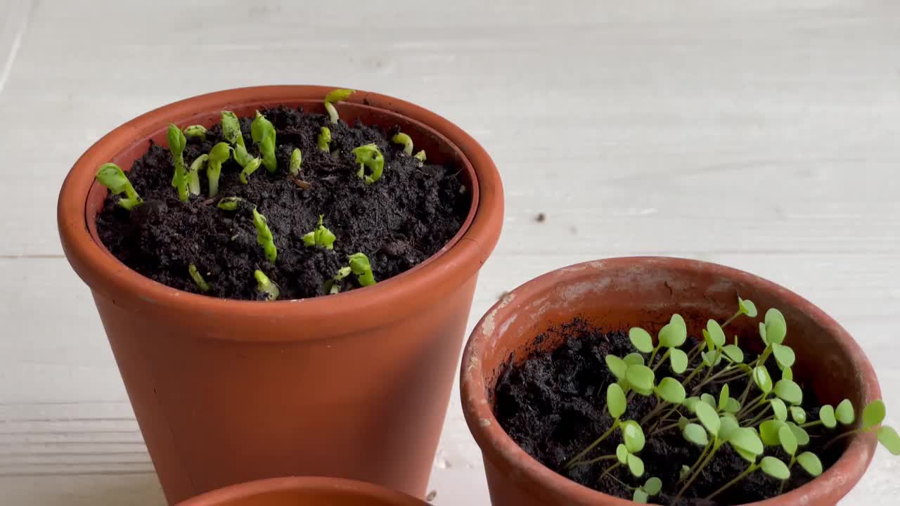 盆栽各种蔬菜苗木。视频素材