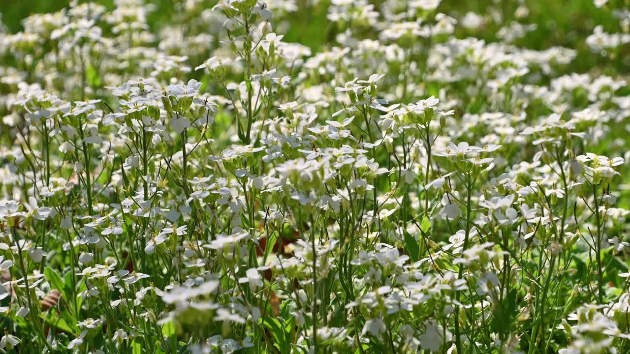 高加索阿拉伯花美丽的白色小花。花的背景。花园阿拉伯菜，山岩菜，高加索岩菜。视频素材