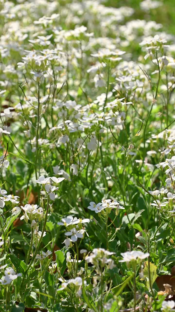 高加索阿拉伯花美丽的白色小花。花的背景。花园阿拉伯菜，山岩菜，高加索岩菜。视频素材