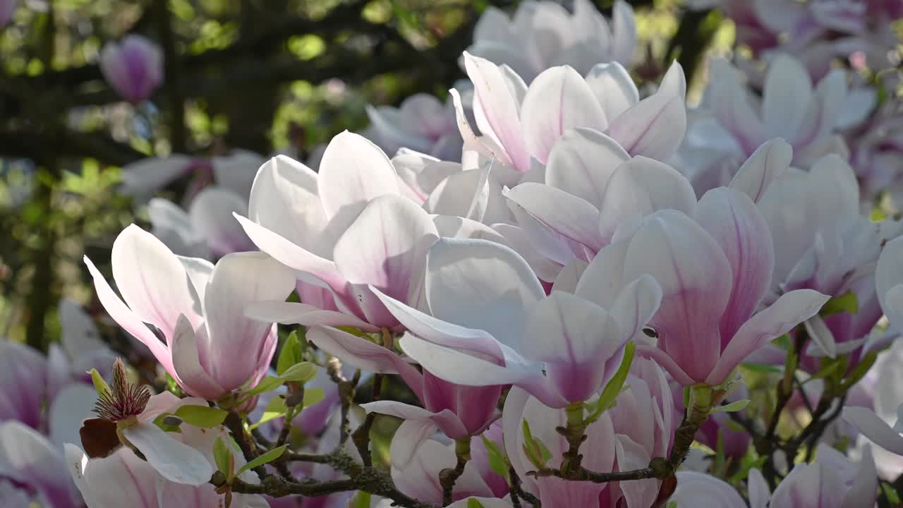 美丽的粉红色白玉兰花。碟子是玉兰花。花的背景。视频素材