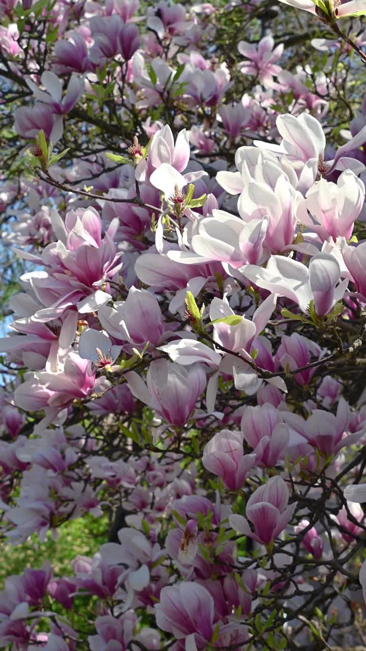 美丽的粉红色白玉兰花。碟子是玉兰花。花的背景。视频素材