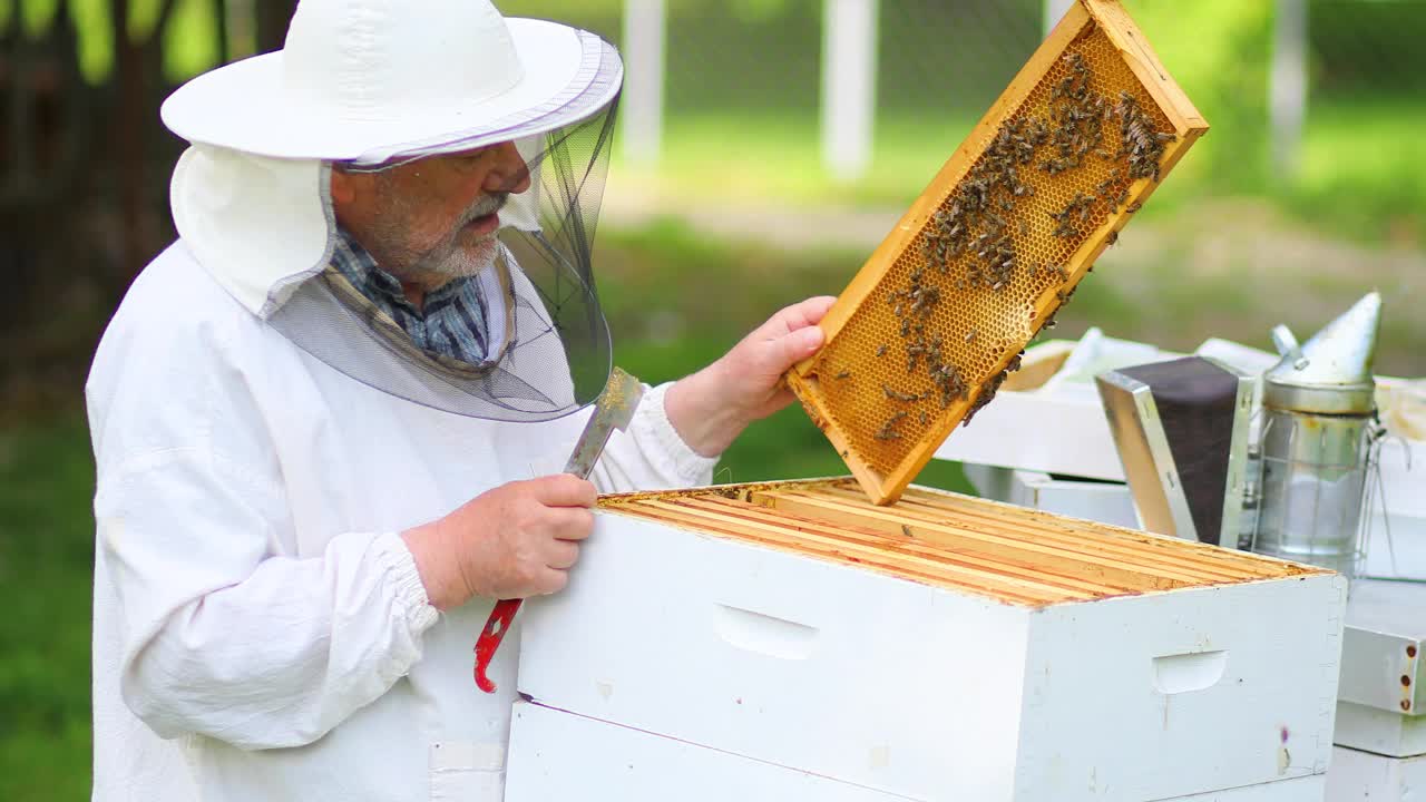 养蜂人在检查蜂巢的蜂巢视频素材