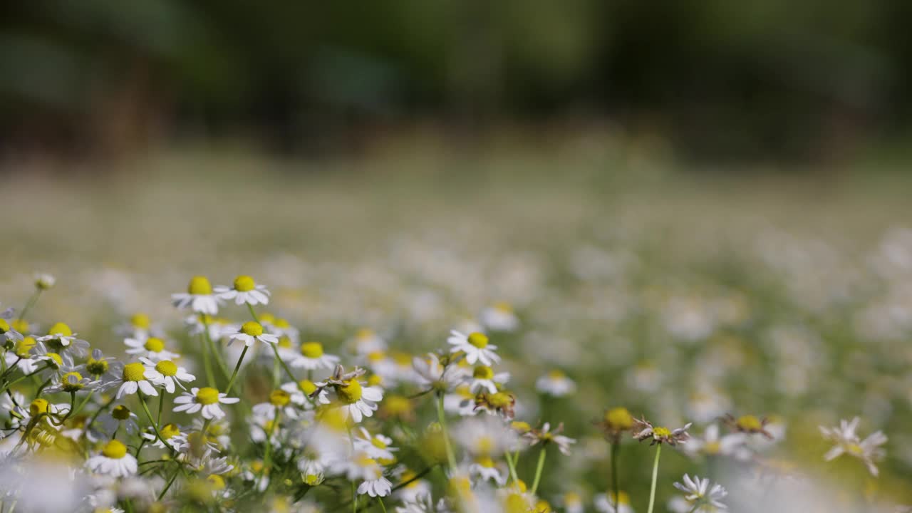 新开的雏菊。黛西。三株黄白色甘菊的近景。视频下载