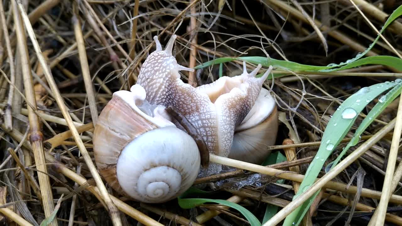 两只有着漂亮大壳的蜗牛交配繁殖视频下载