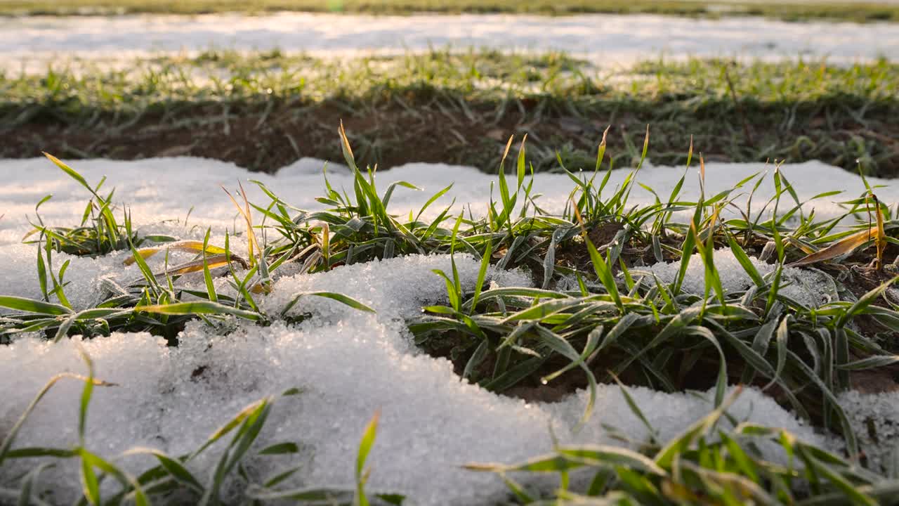 白雪覆盖的绿色小麦芽，近距离看视频素材