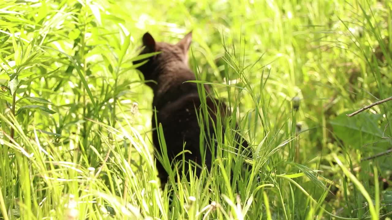 在乌克兰的春天，一只黑猫走在高高的绿草地上，在阳光下，这只猫在街上视频下载