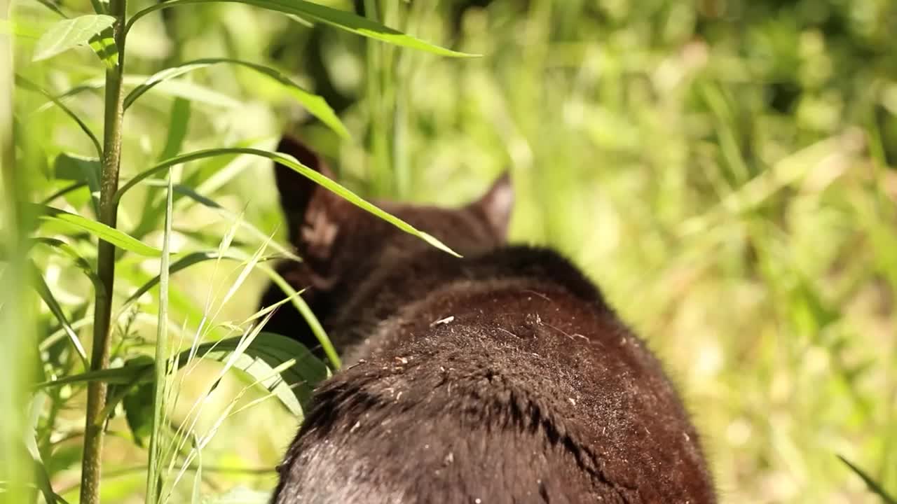 在乌克兰的春天，一只黑猫走在高高的绿草地上，在阳光下，这只猫在街上视频下载