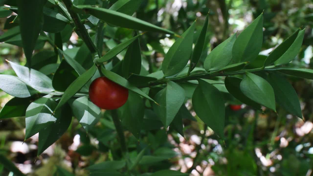 屠夫扫帚，针叶Ruscus aculeatus，灌木丛，视频下载
