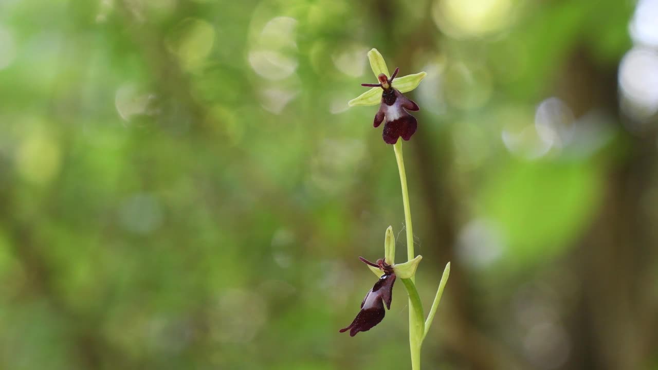 Ophrys昆虫fera，蝇兰视频素材