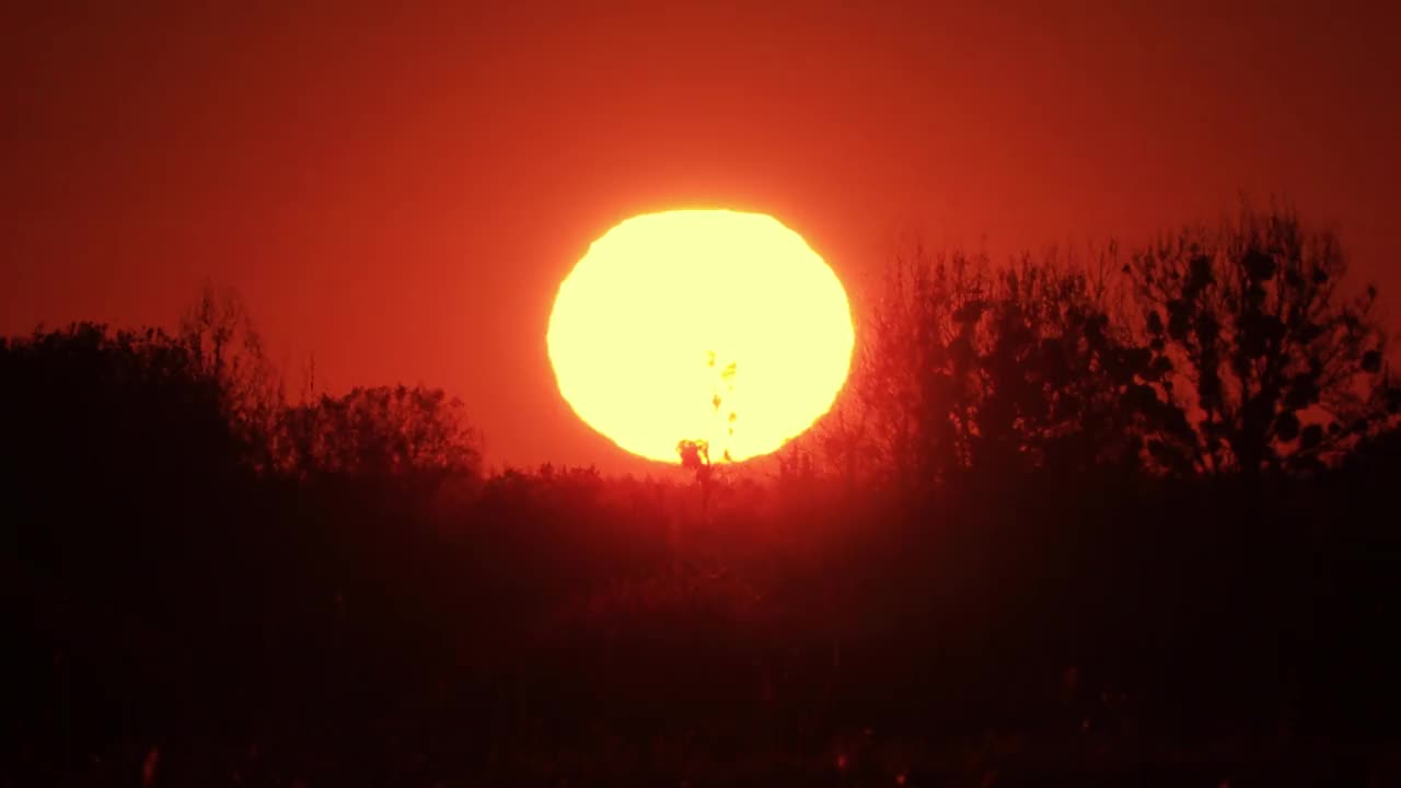 太阳从草地和树木上升起。景观日出特写视频下载