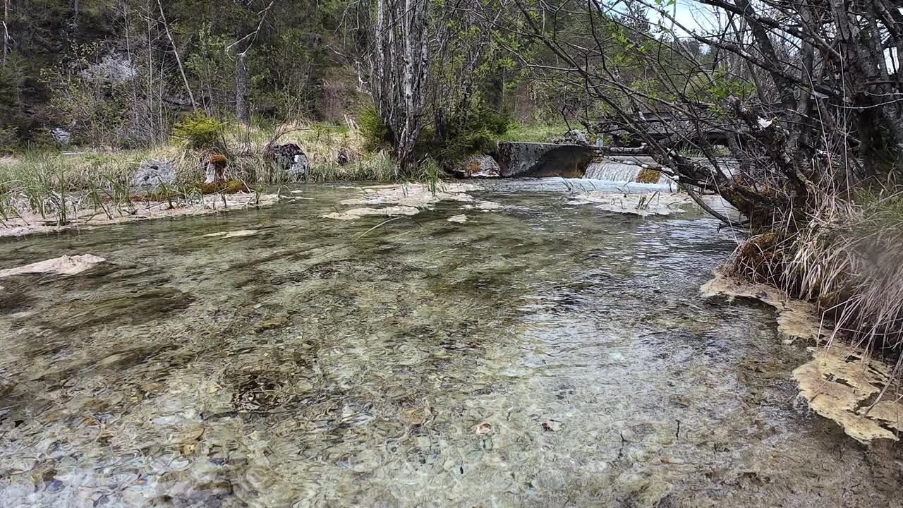 水下和水上河流的视频，植物在水流中移动视频下载