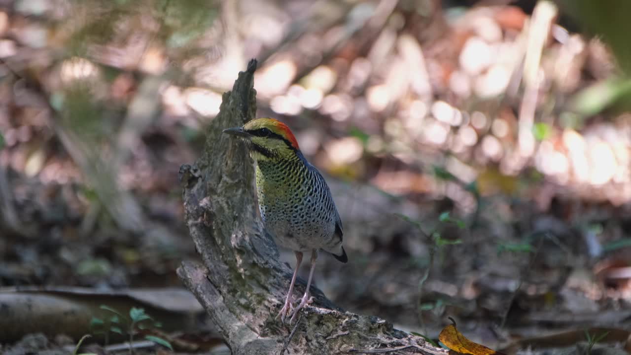 泰国的蓝色Pitta Hydrornis cyaneus，面对左边静止不动，因为阳光与地面的阴影玩耍视频素材