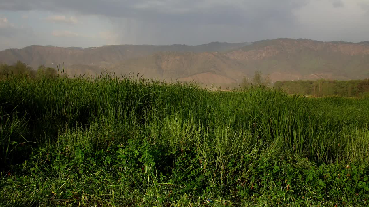 日落时分草地上的暴风雨天气视频素材