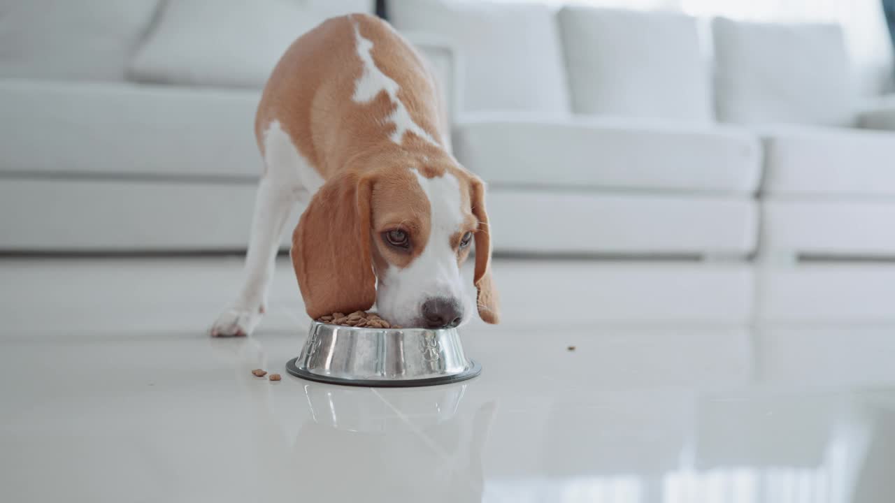 一只可爱的小猎犬小狗在房子地板上的碗里吃东西。萌宠概念视频素材