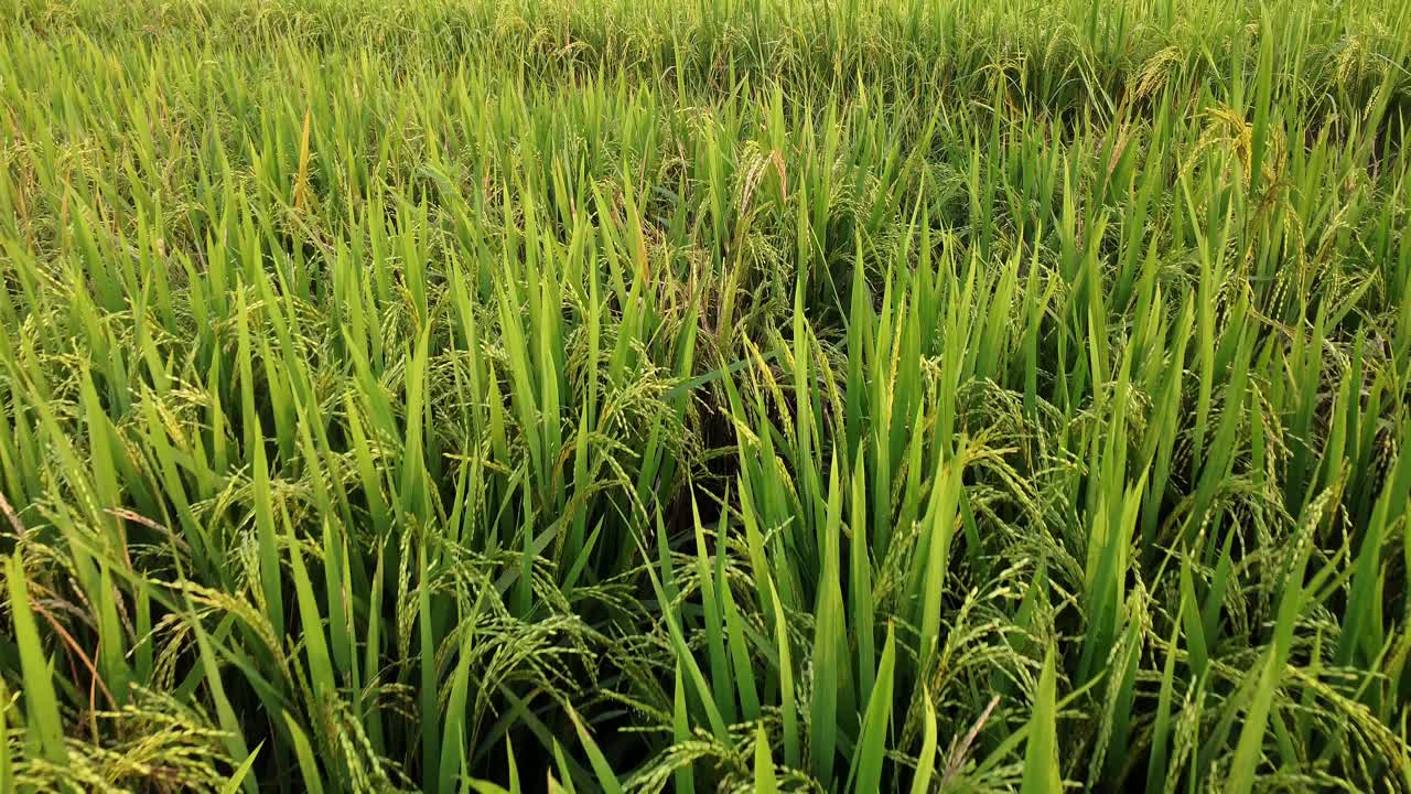 航拍的绿色水田，水田种植业务在亚洲HD视频下载