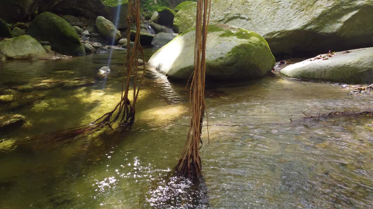 阳光洒在河上，布满苔藓的岩石和藤蔓的根。-特写镜头视频素材