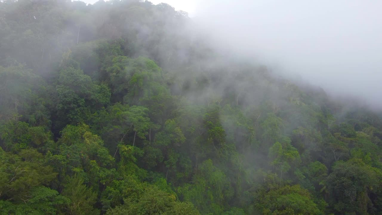 被雾和云笼罩的雨林中的绿树。-航拍视频素材