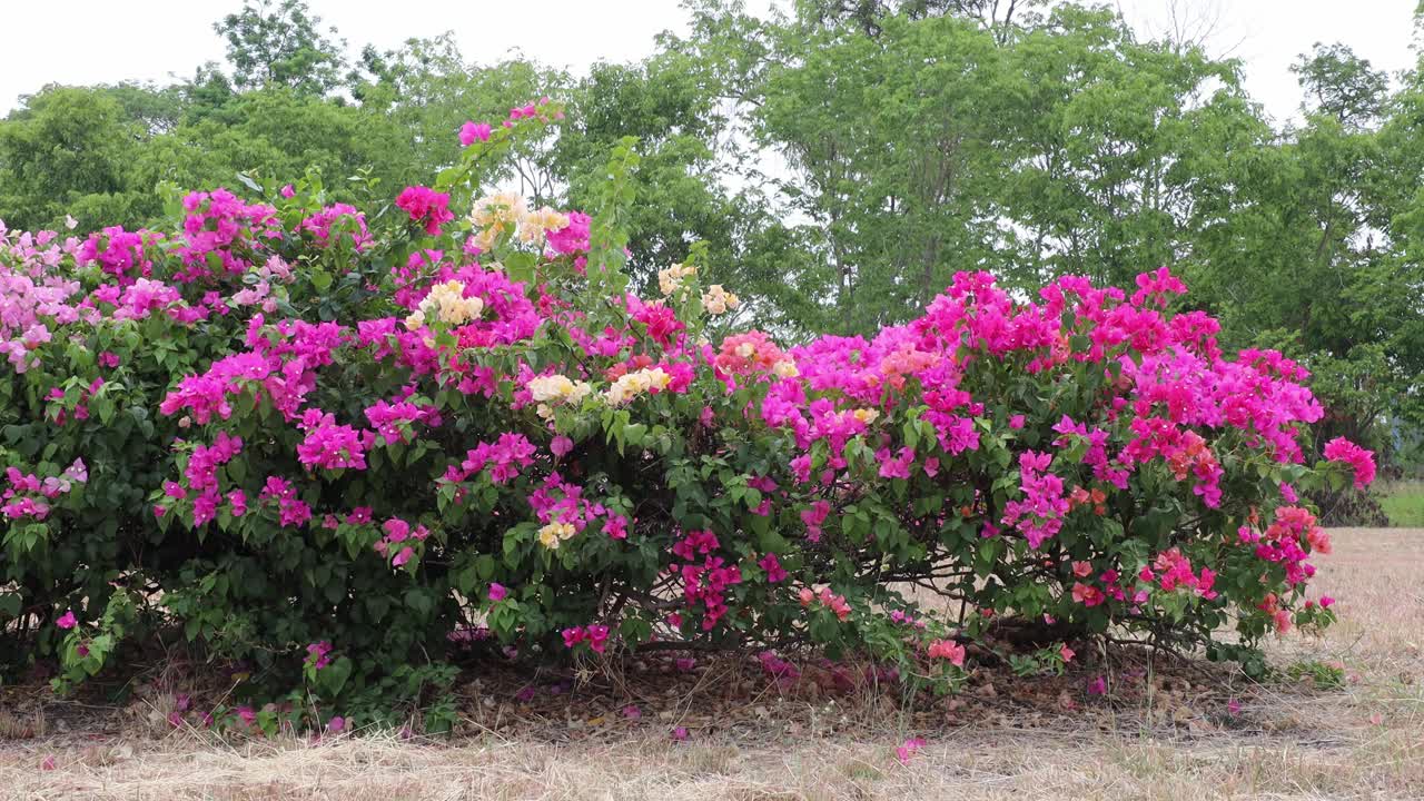 低角度的花园的粉红色九重葛和其他花卉盛开美丽。视频下载