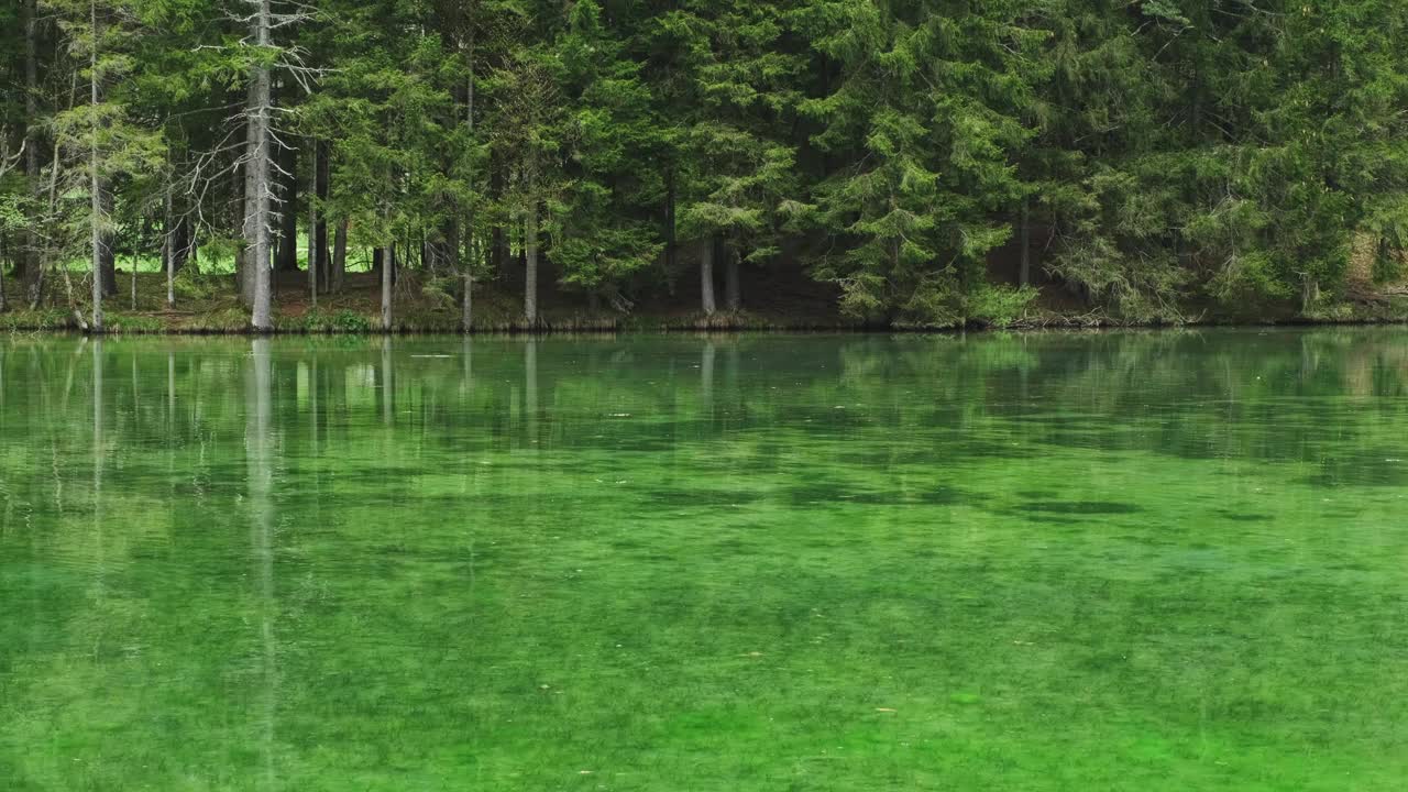 春天的森林湖景观视频素材