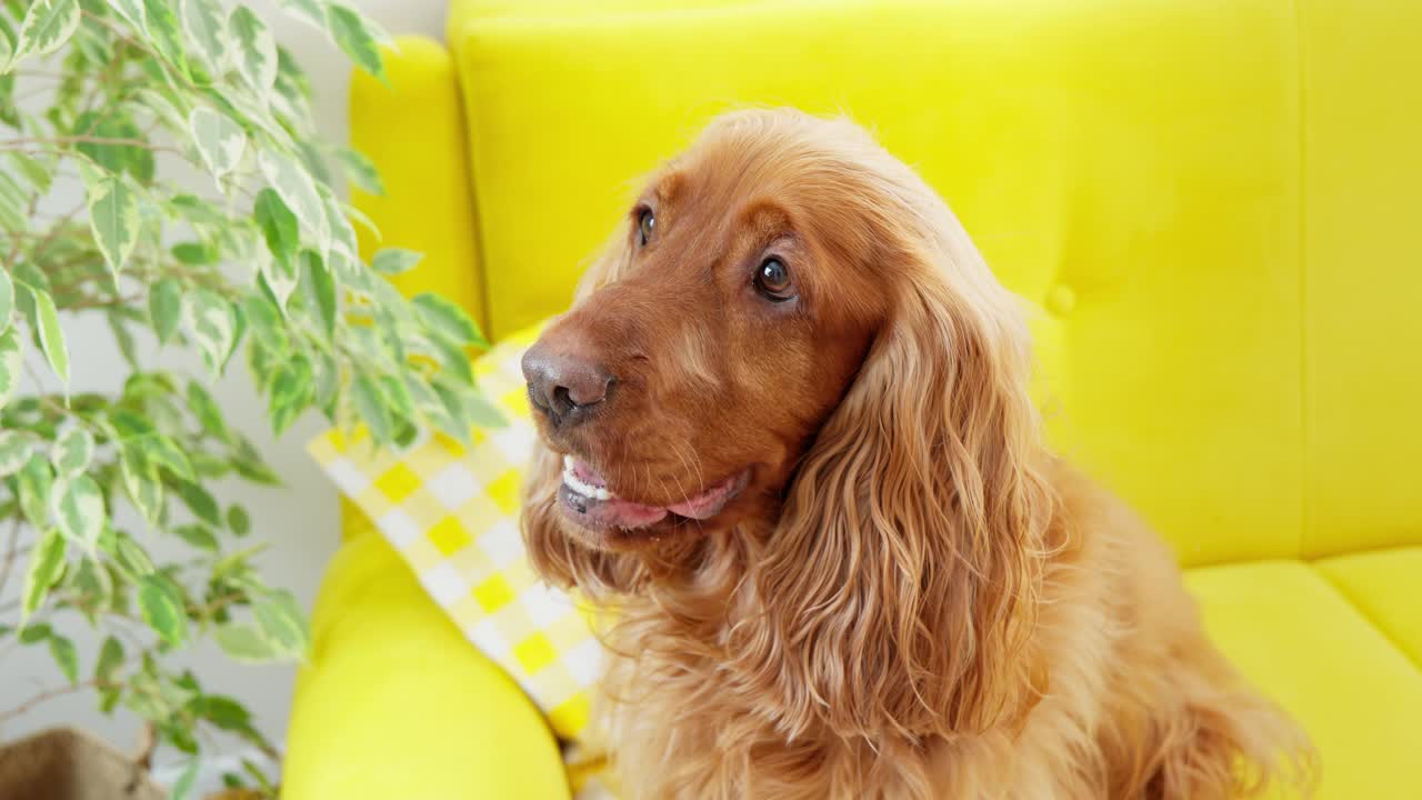 主人喂西班牙猎犬。可爱的狗躺在黄色的沙发上。女人给狗喂食。视频素材