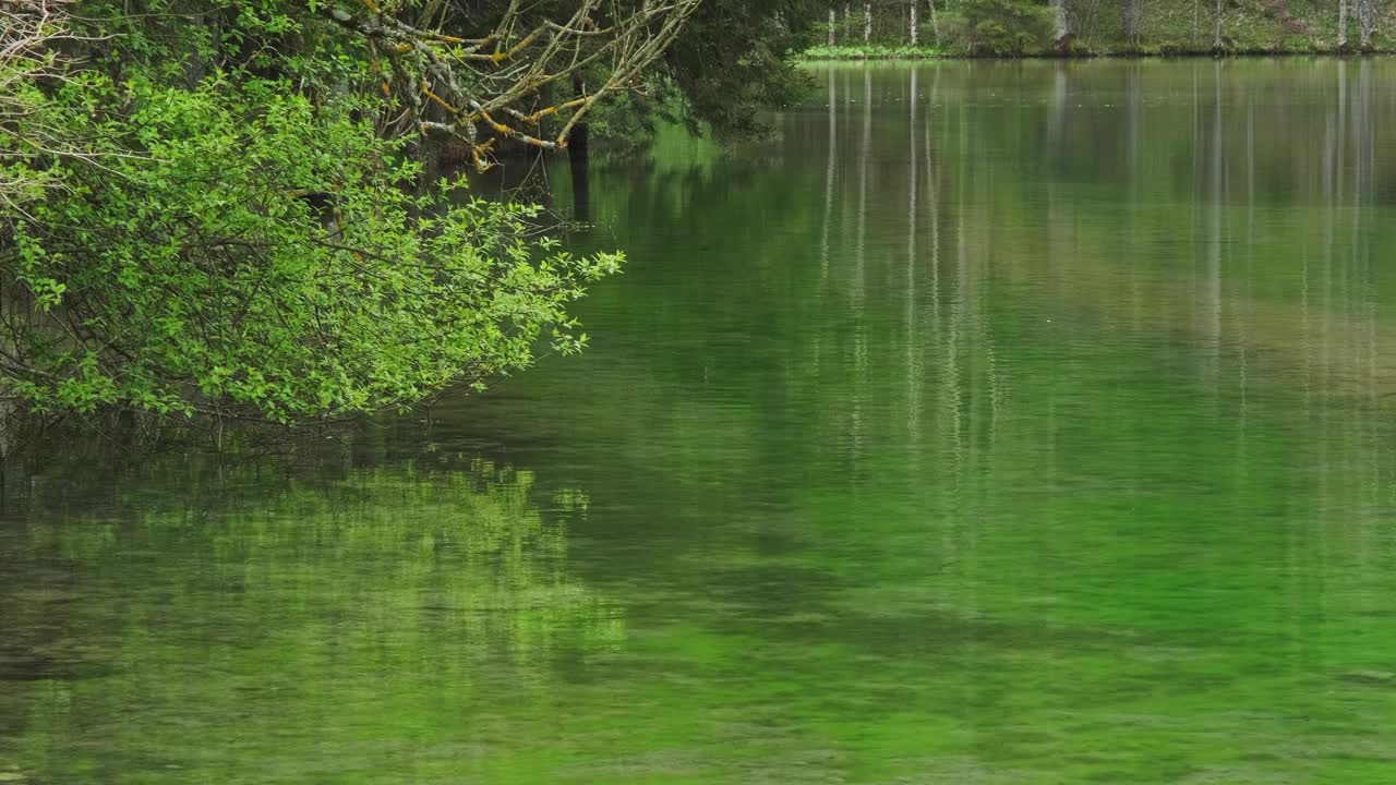 春天的森林湖景观视频素材