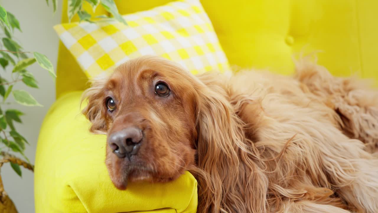 可爱的西班牙猎犬躺在黄色的沙发上。等待主人去散步的狗视频素材