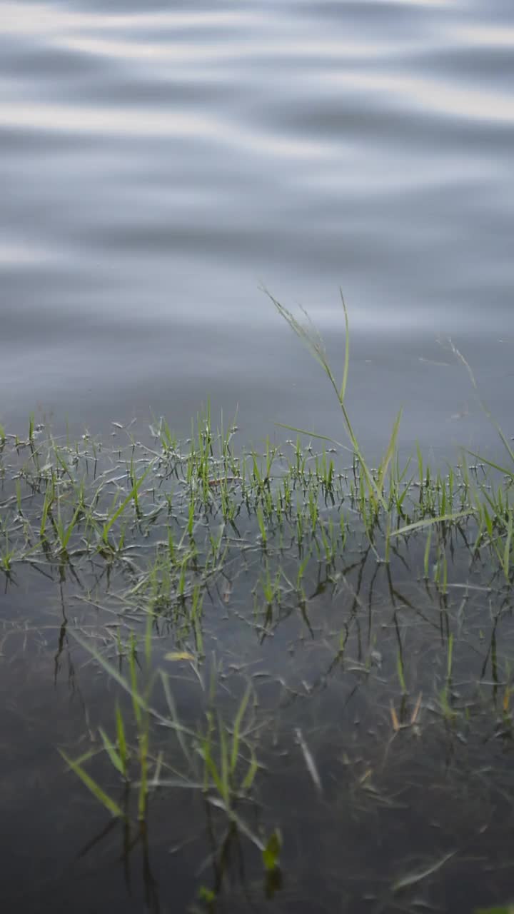 湖面上的草视频素材