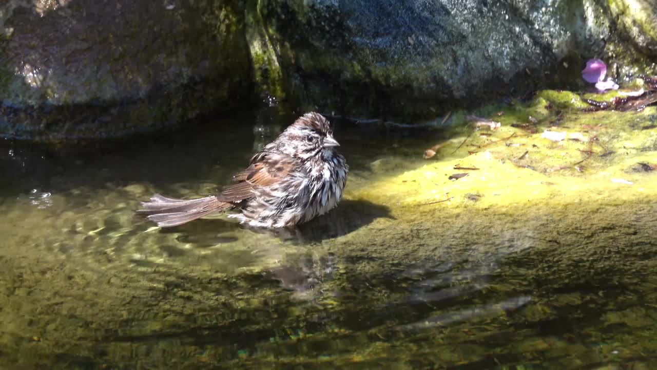 麻雀在水里洗澡和戏水视频下载