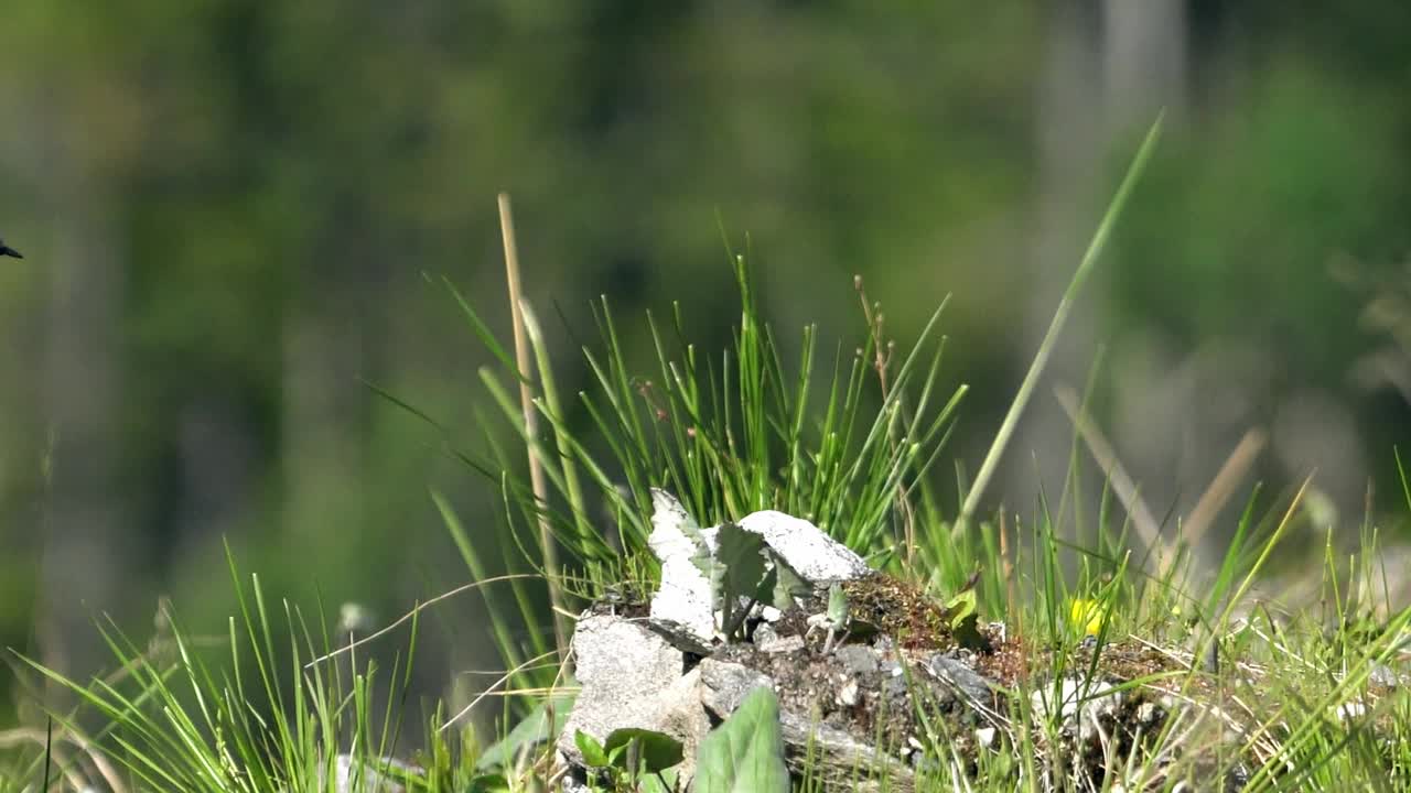 白鹡鸰视频素材