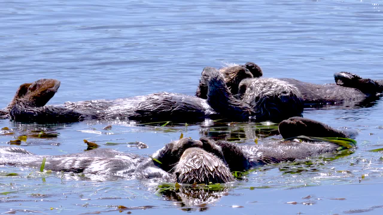 一群海獭漂浮在海带床上享受阳光明媚的一天。视频下载