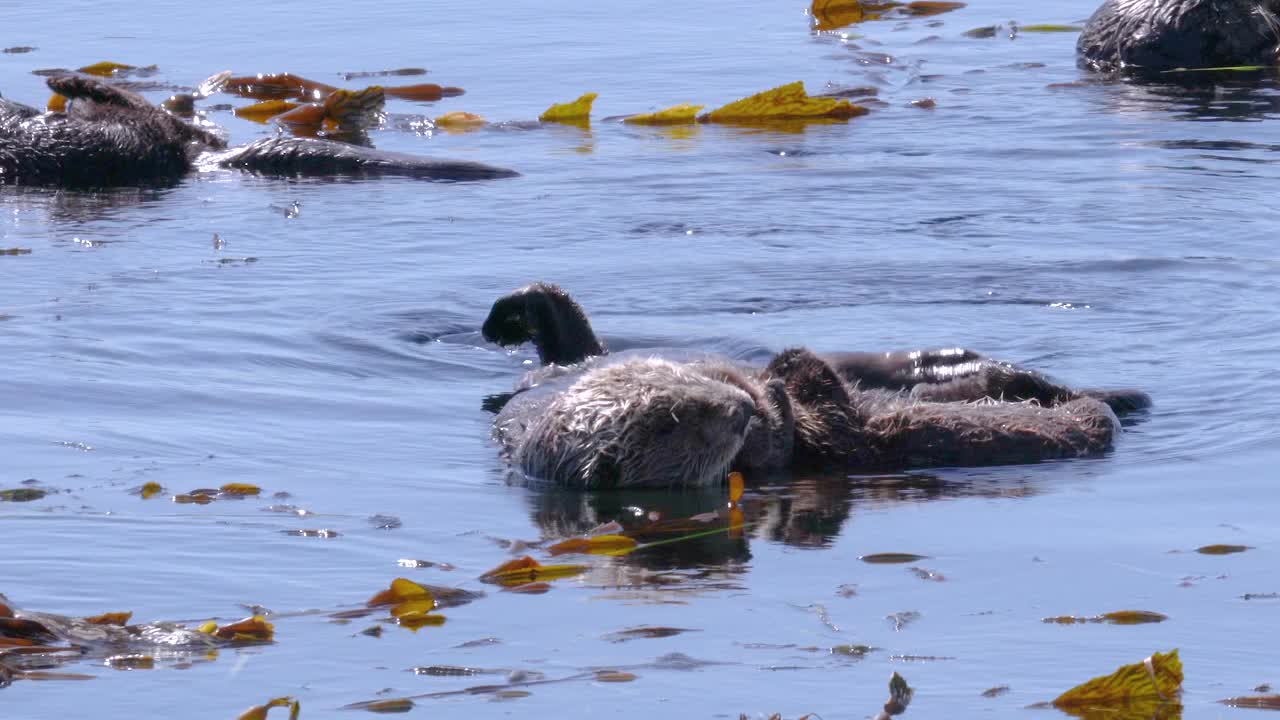 一群海獭漂浮在海带床上享受阳光明媚的一天。视频下载