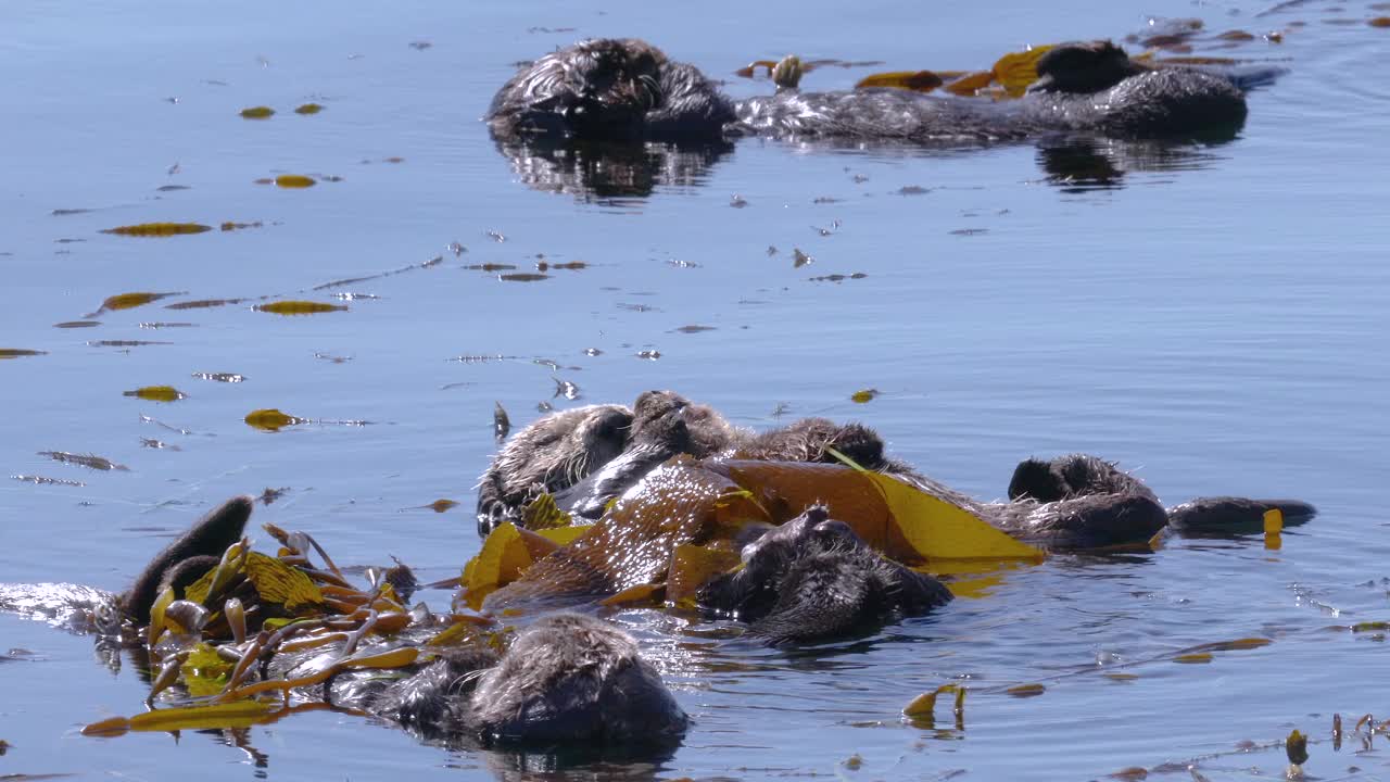 一群海獭漂浮在海带床上享受阳光明媚的一天。视频素材