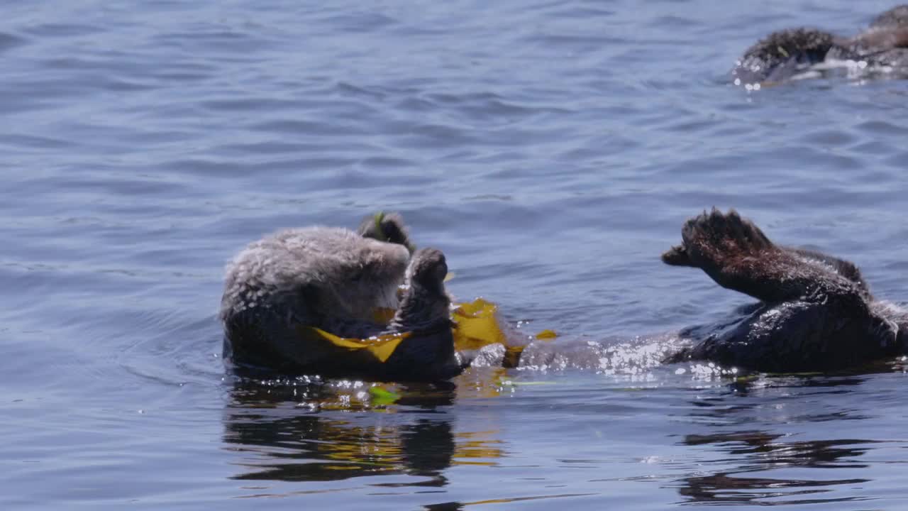 一群海獭漂浮在海带床上享受阳光明媚的一天。视频下载