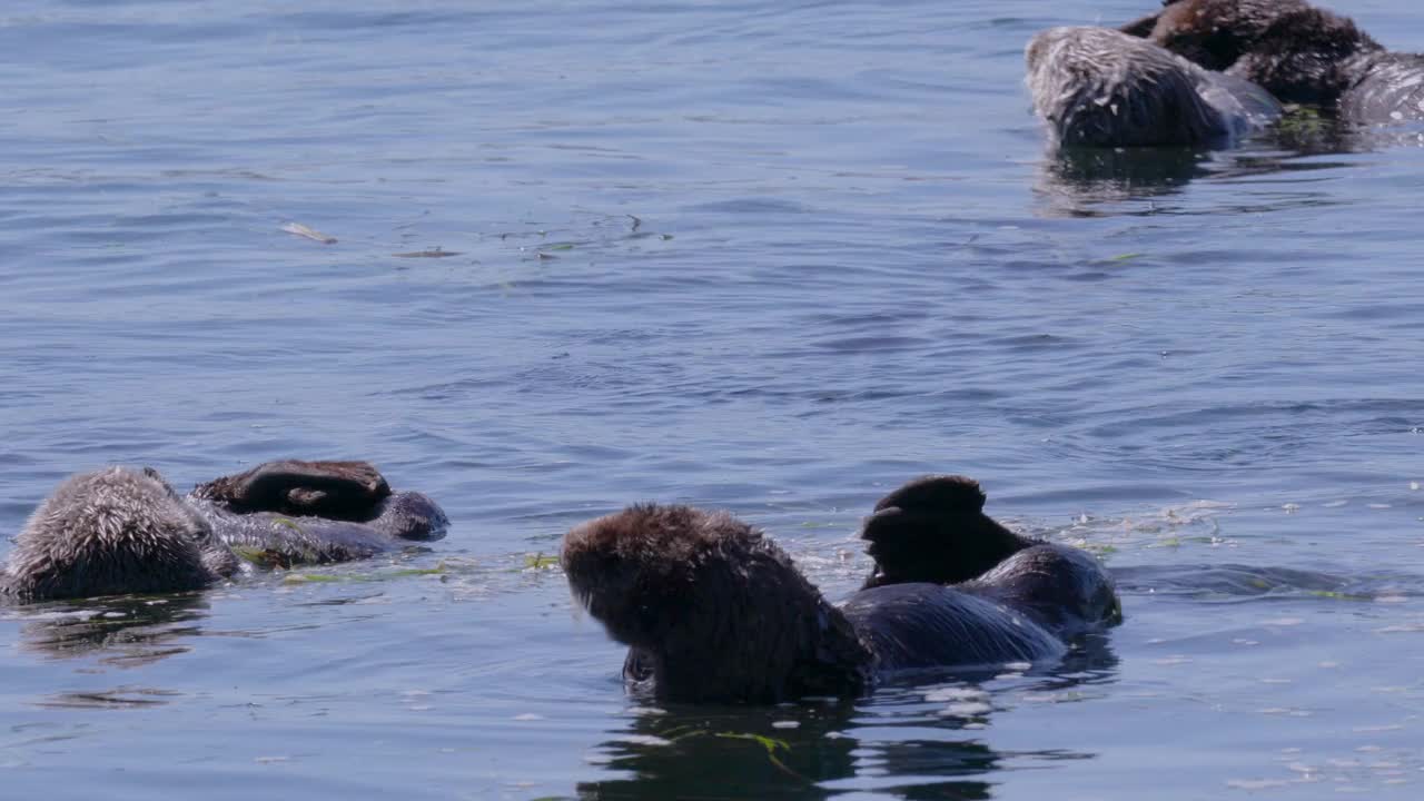 一群海獭漂浮在海带床上享受阳光明媚的一天。视频素材