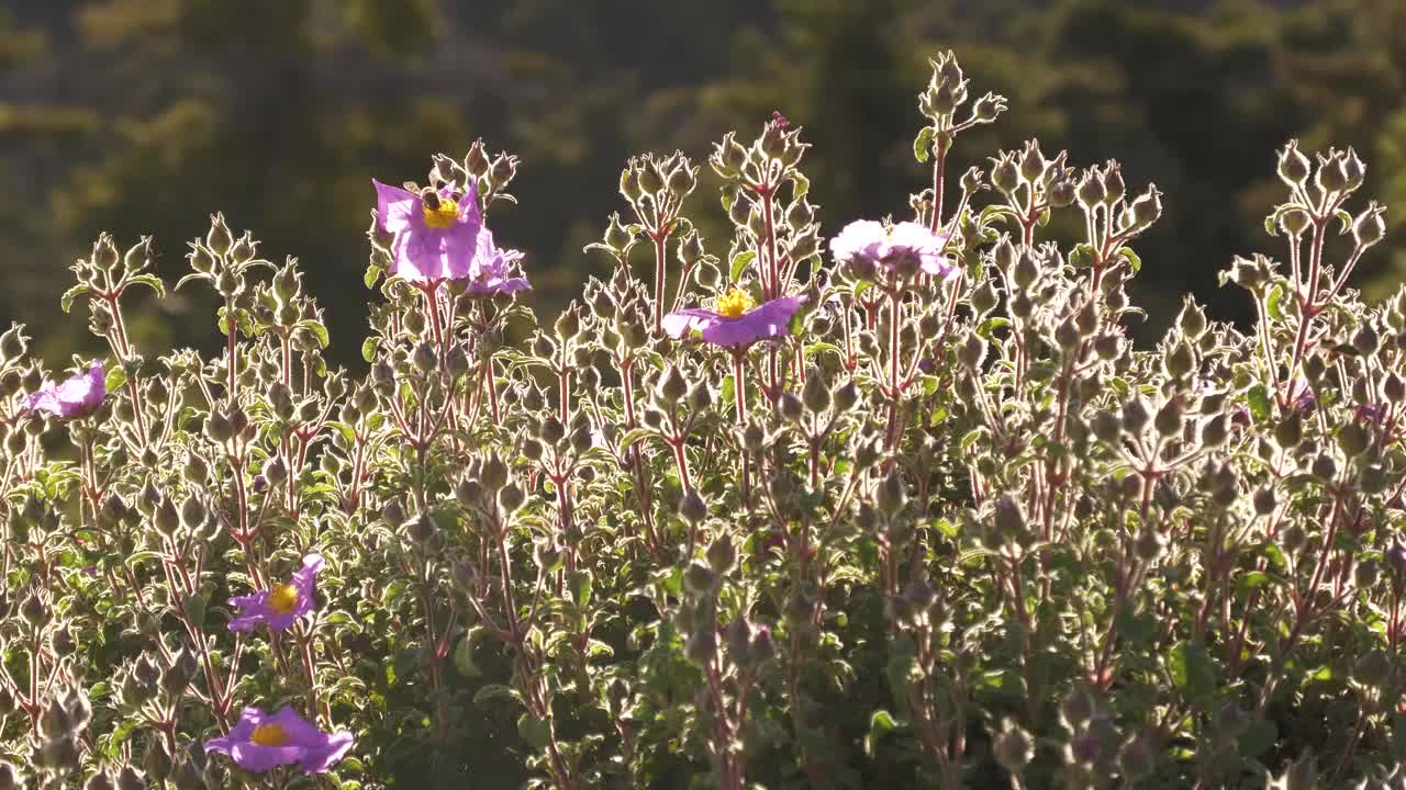 岩蔷薇Creticus。视频素材