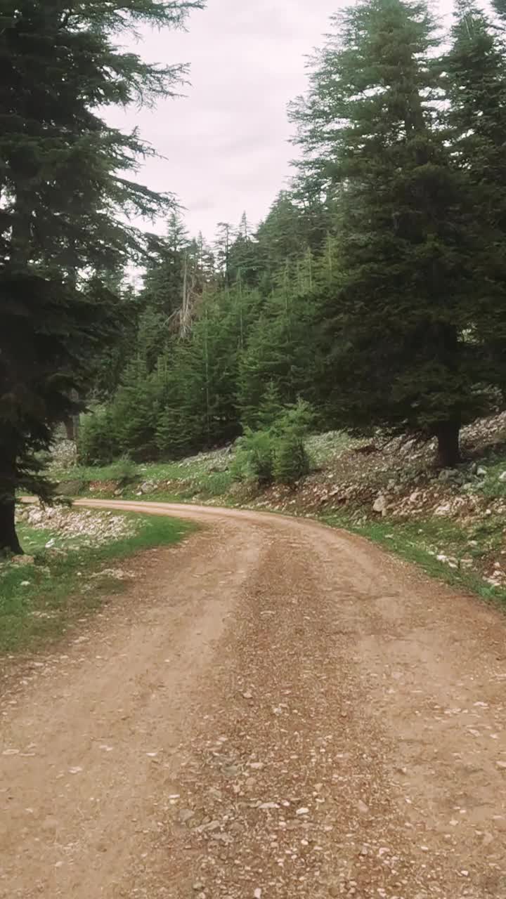 旅程穿过一条泥泞的道路，蜿蜒穿过茂密的森林，周围是参天大树和斑驳的阳光，营造出一种神奇的氛围视频素材