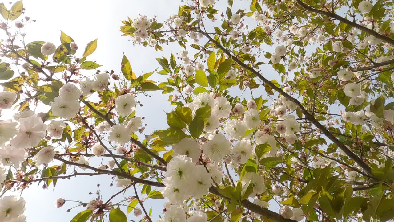 樱枝上开满白色重瓣花的特写视频素材