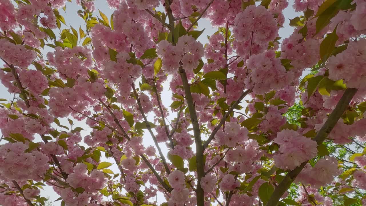 开花的樱桃树，粉红色重瓣花樱山山视频素材