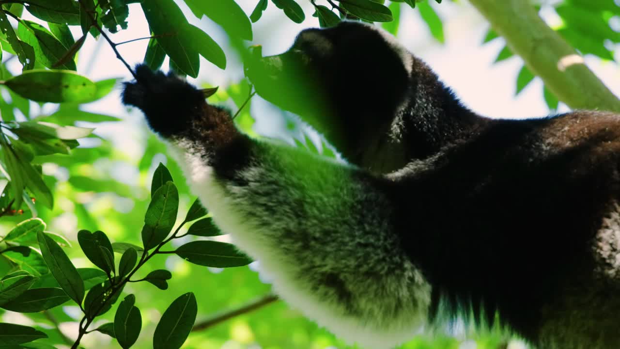 印度狐猴(Indri Indri)在森林里吃树叶的镜头视频素材