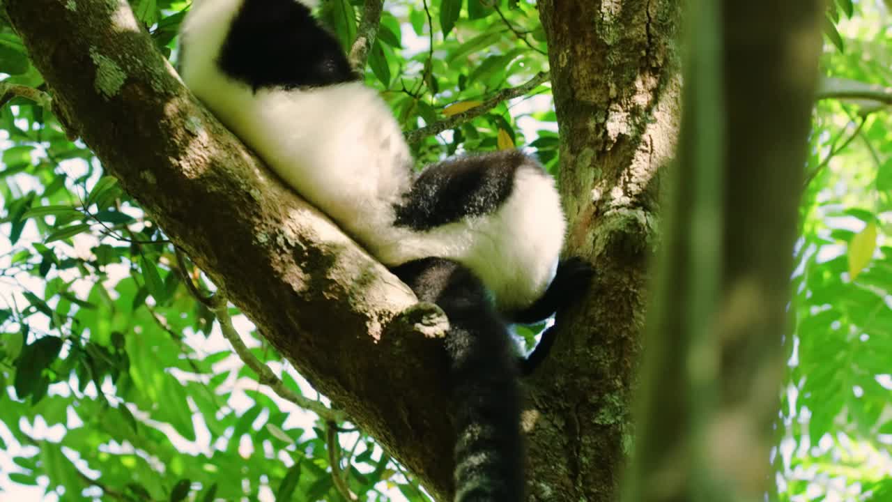 一只大狐猴用树干挠自己身体的镜头视频素材