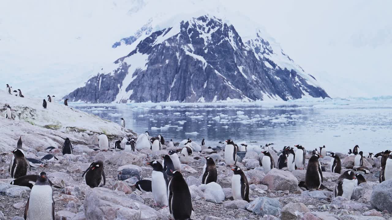 企鹅群落南极野生动物之旅，南极半岛动物和南大洋海水，企鹅在岩石上与南极海岸山脉美丽的冬季景观风景视频素材