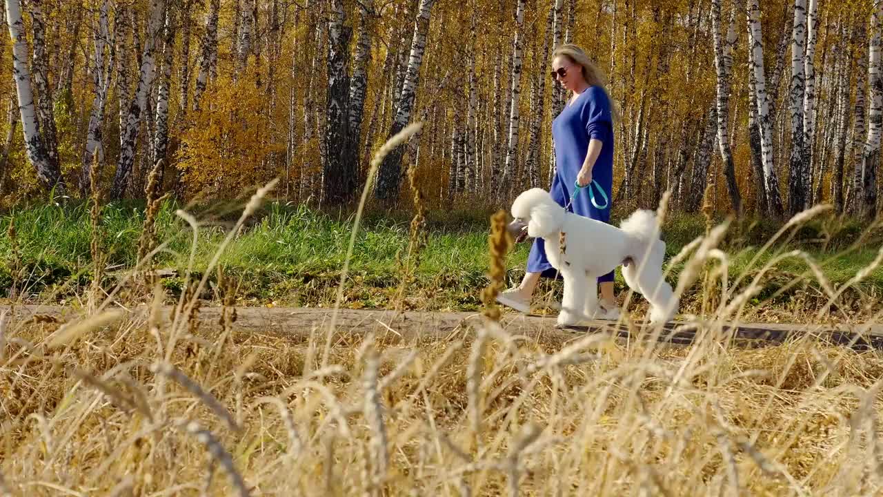 白人女孩在外面和欢快的白色贵宾犬玩耍视频素材