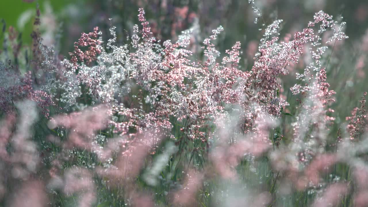 芦苇花视频素材