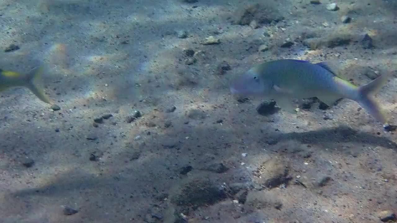 黄鞍山山羊鱼在红海的珊瑚礁附近游泳视频素材