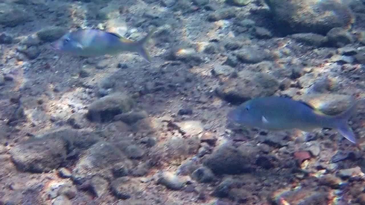 一群黄鞍山山羊鱼正在红海的珊瑚礁附近游泳视频素材