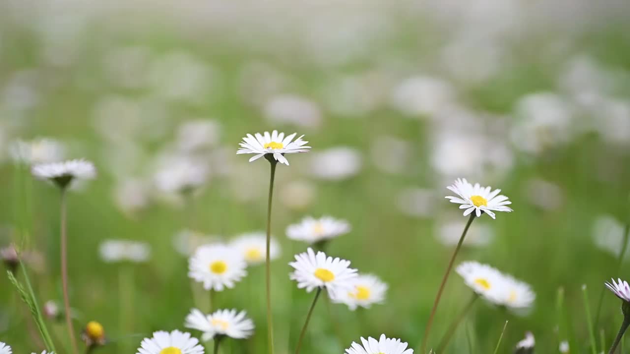 春天开满雏菊的田野视频素材