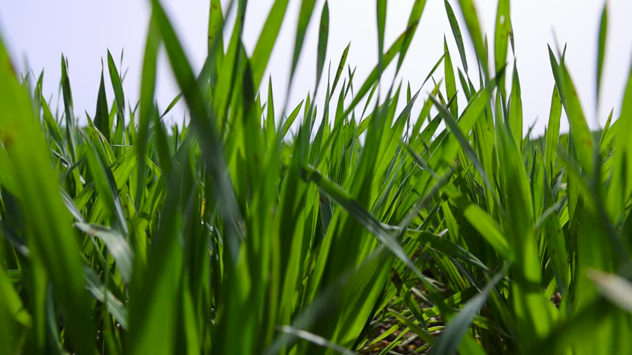 田里新种的小麦视频素材