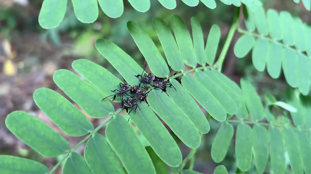 树叶上一群刚孵化的叶足虫若虫。瓢虫一龄若虫视频素材