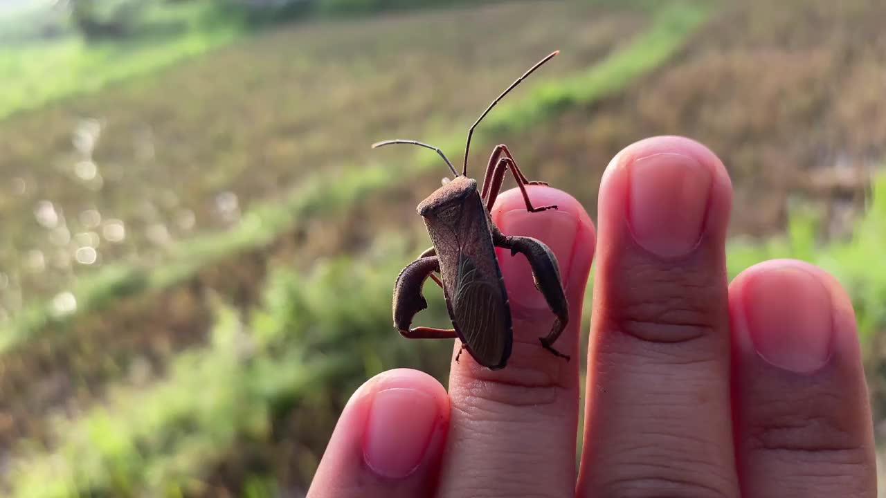 吸液昆虫。吸枪的叶足虫栖息在手上视频素材