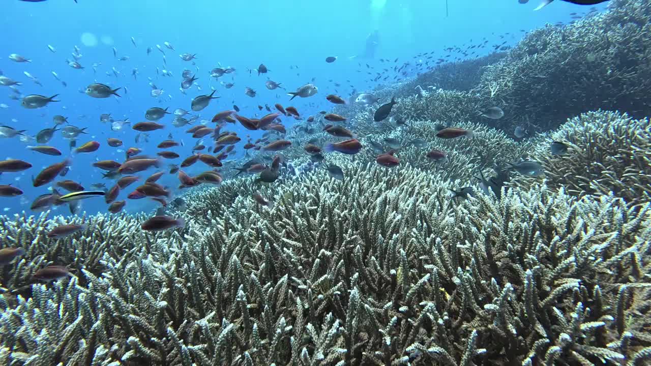 在印度尼西亚巴厘岛的努沙佩尼达，欣赏令人惊叹的鹿角珊瑚和充满活力的小雀鲷。视频下载